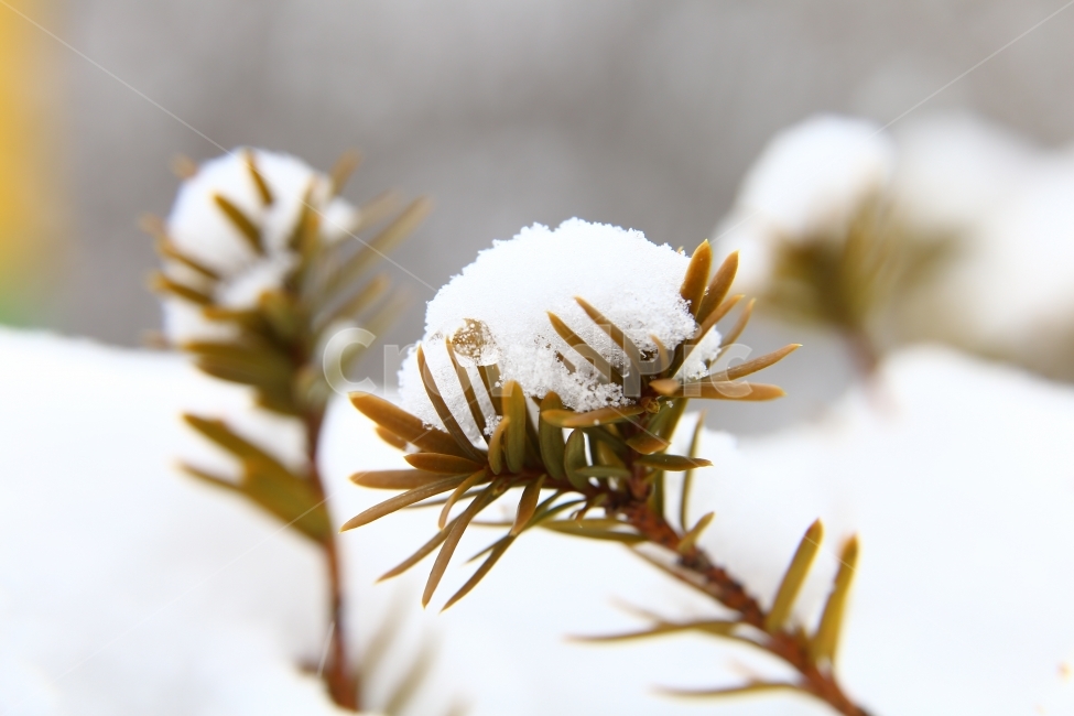 겨울,눈꽃,접사,눈,겨울사진,어승생오름,겨울제주도,겨울,계절,winter,season,식물,자연,plants,nature