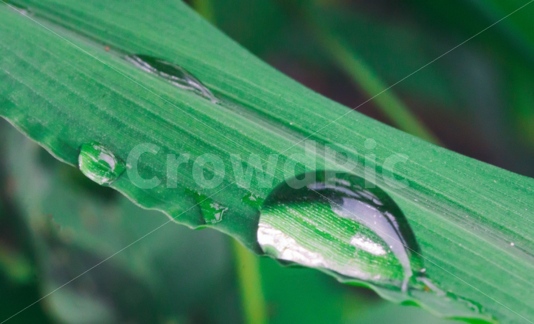 물방울,물,풀잎,이슬,잎사귀,식물,자연,plants,nature