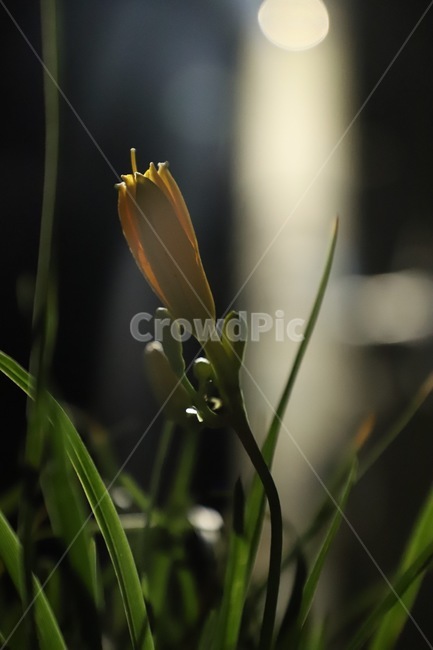 plant,수선화과,amaryllidaceae,flower,꽃,식물,자연,plants,nature