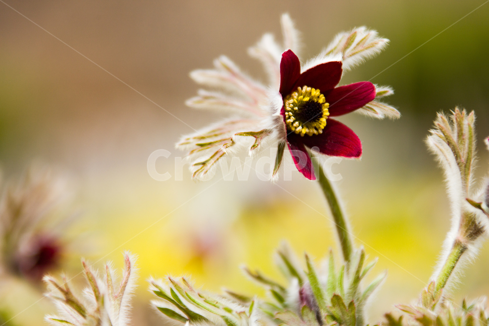 봄,꽃,할미꽃,자연,붉은색,봄,계절,spring,season,식물,자연,plants,nature,꽃,flower,plant