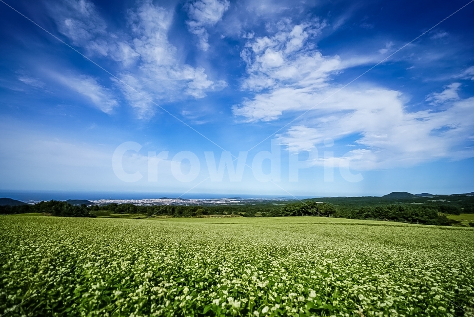 제주도,메밀꽃,가을,자연,식물,메밀,자연,풍경,nature,landscape,한국자연풍경,한국자연경관,korea nature landscape,제주도,jeju,jeju island,field,들,grassland,목초지,outdoors,옥외