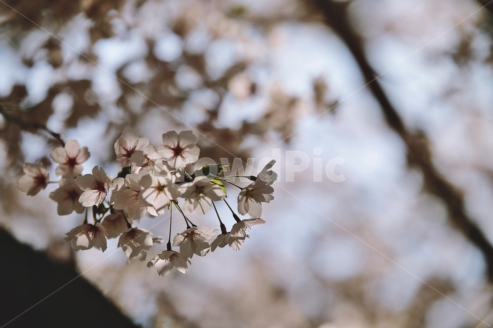 벚꽃,벚나무,cherryblossoms,flower,cherrytree,식물,자연,plants,nature,꽃,flower