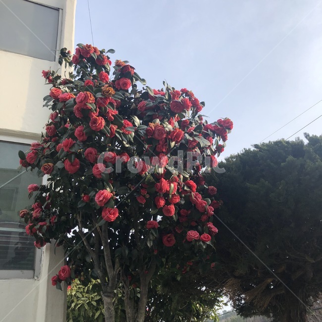 장미,초여름,꽃,화단,빨간장미,단지,아파트풍경,자연,힐링,풍경,자연풍경,도심속자연