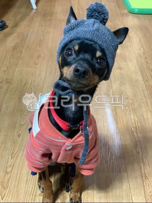 강아지,미니핀,미니어쳐핀셔,dog,puppy