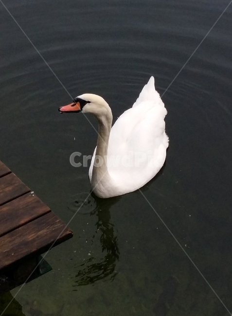 백조,고니,새,동물,swan,bird,animal,조류,호수,자연,nature,lake,헤엄,물가,동물,animal,조류,새,birds