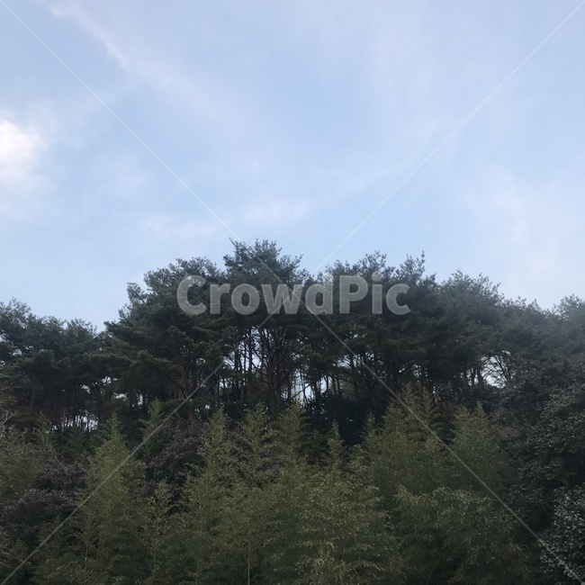 자연,나무,tree,숲,forest
