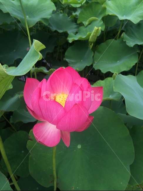 연꽃,분홍연꽃,만개,lotus,여름