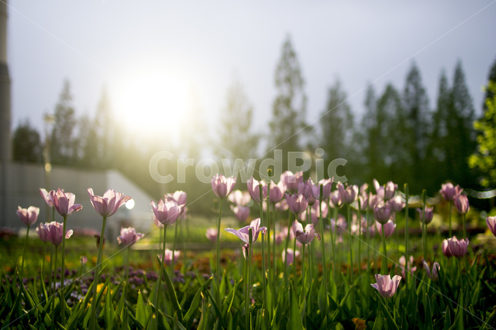 flower,plant,감성사진,꽃,식물,봄꽃,봄