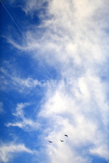 자연,풍경,자연풍경,하늘,가을하늘,파란하늘,skybluesky,자연,풍경,nature,landscape,동물,animal,조류,새,birds,outdoors,옥외,bird