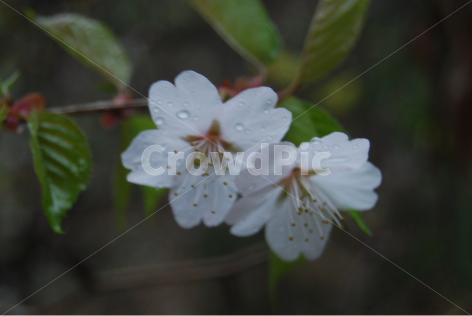 갈기산,영동군,봄,휴양림,탐방로,봄,계절,spring,season,식물,자연,plants,nature,꽃,flower,plant,blossom,geranium,제라늄