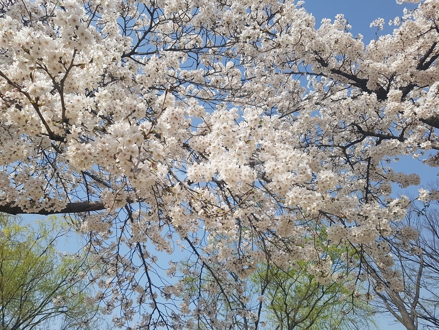 blossom,꽃,flower,cherryblossom,벚꽃,식물,plant,봄,계절,spring,season,식물,자연,plants,nature,꽃,flower,cherry blossom