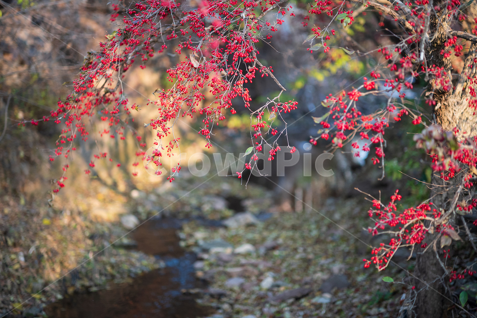 열매,산수유,개울가,늦가을,탐스러운,식물,자연,plants,nature,과일,열매,fruit