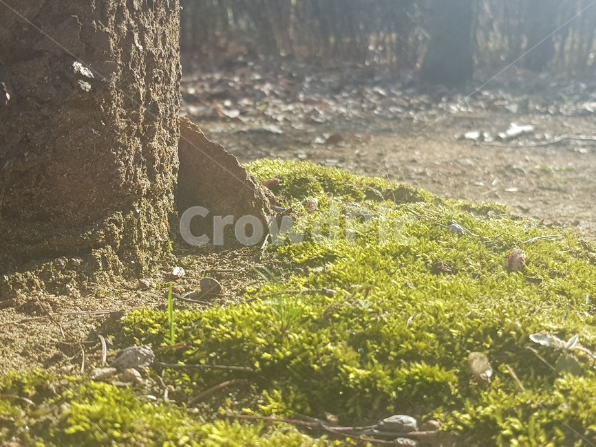 ground,바닥,이끼,moss,감성