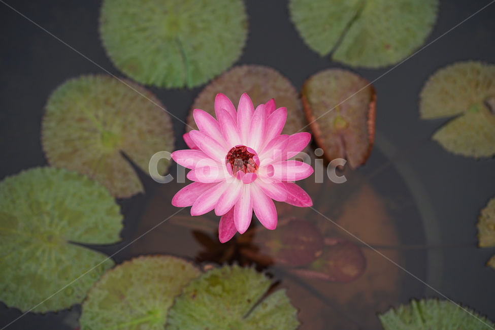 꽃,연꽃,수련,lotus,쌍떡잎식물,식물,자연,plants,nature,꽃,flower