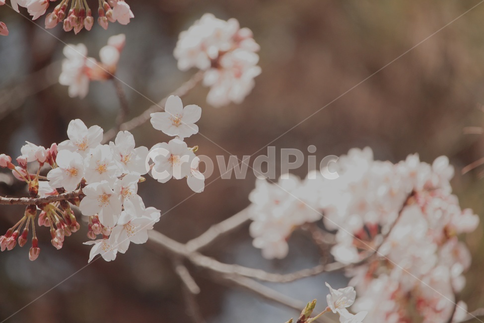 봄,벚꽃,꽃,분홍색꽃,감성,자연,봄,계절,spring,season,plant,식물,blossom,flower,cherry blossom