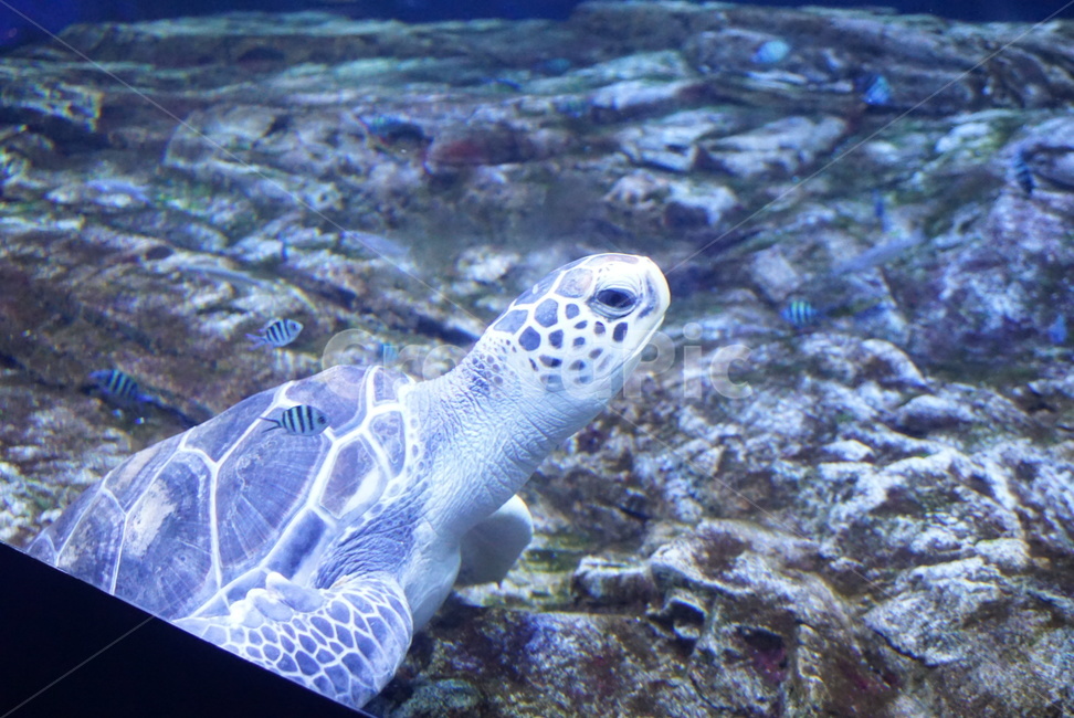 바다,동물,거북이,바다거북,turtle,한마리