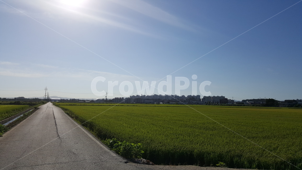 outdoors,옥외,field,들,grassland,목초지,nature,자연,paddyfield,패디필드,countryside,한지방,농업,농사,agriculture,farming,farming industry