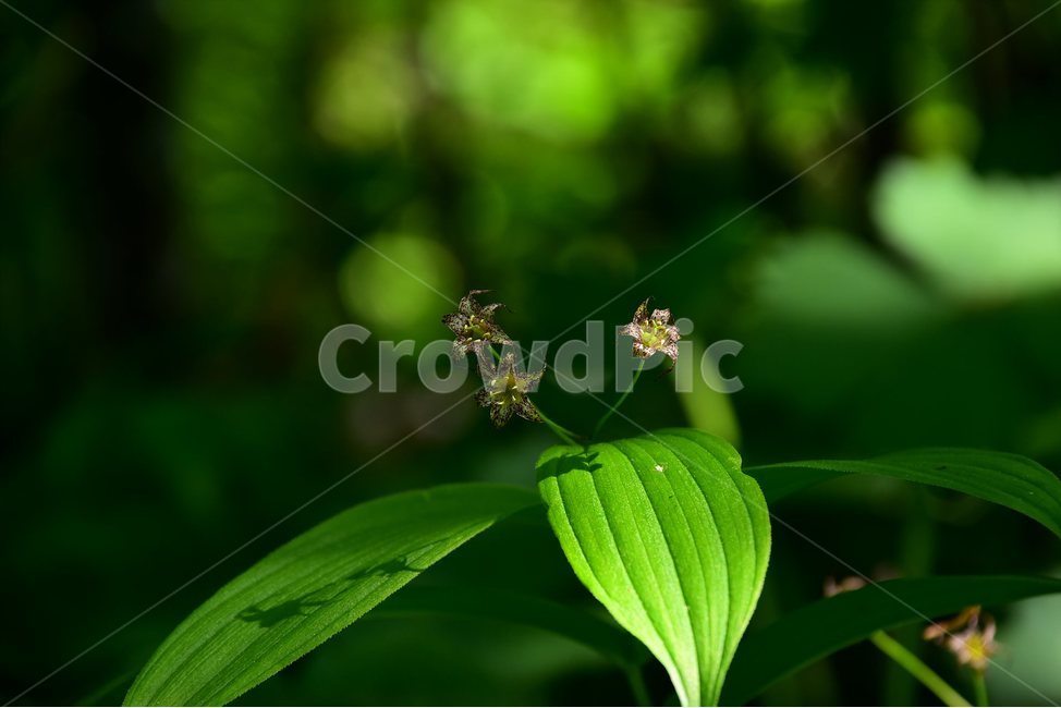 금강애기나리,야생화,꽃,식물,자연,생태,플라워,flower,plants,nature,식물,자연,plants,nature,꽃,flower