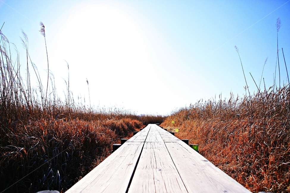 오솔길,갈대숲,생태공원,길,풍경,배경,자연,자연,풍경,nature,landscape,bridge,다리,building,건물,boardwalk,산책로,tent,텐트