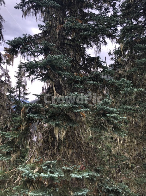 구과식물,tree,conifer,전나무,fir,나무,plant,식물,abies,아비,자연,풍경,nature,landscape,구과 식물