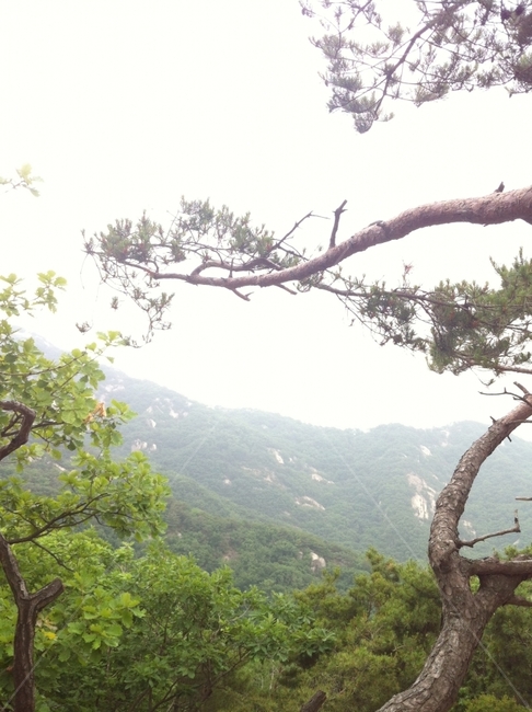 등산,산,경치,푸르름,정상,자연,풍경,nature,landscape,식물,plants,나무,trees,wood,tree,plant,tree trunk,나무 줄기