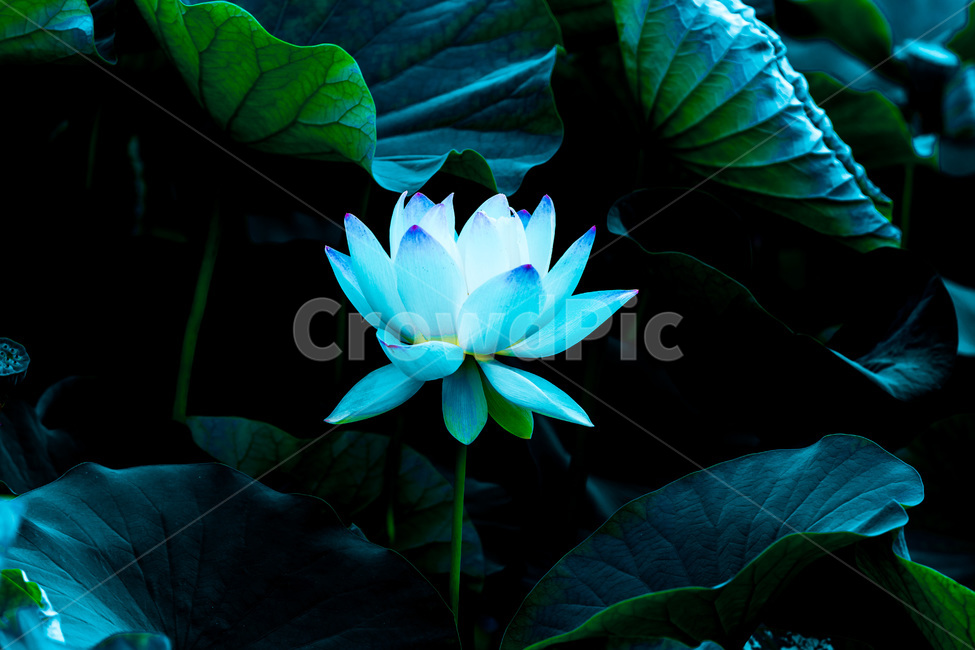 연꽃,연잎,문양,연,무늬,습지,자연,식물,자연,plants,nature,꽃,flower