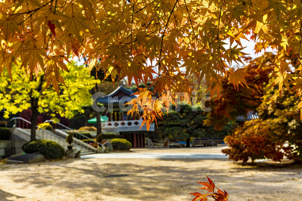 보광사,가을,단풍,자연,풍경,사찰,단풍잎,나뭇잎,계절,가을서정,식물,plant,나무,나무줄기,잎,가을,계절,fall,autumn,season,leaf,tree,maple