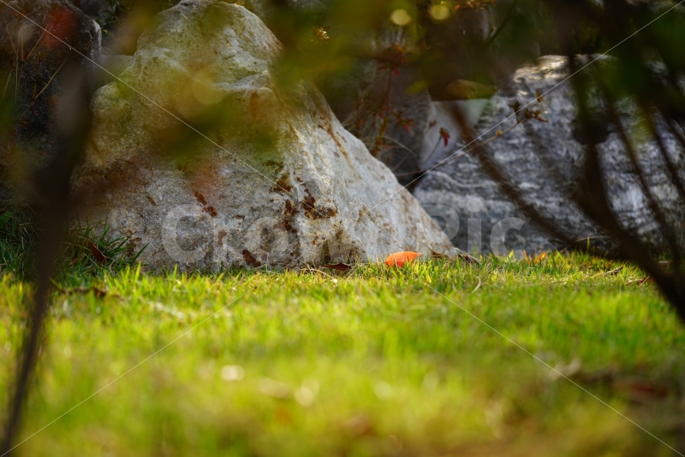 마지막잎새,낙엽,나뭇잎,잔디,계절,푸르름,자연,풍경,nature,landscape,plant,식물,grass