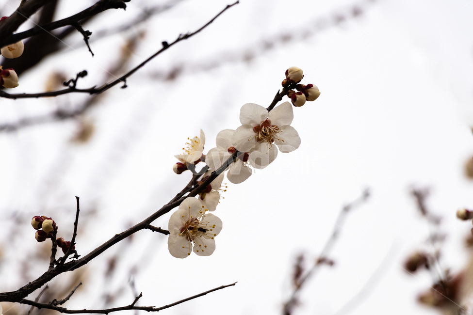 매화,매화꽃,매실꽃,백매화,흰매화,봄,계절,spring,season,식물,자연,plants,nature,꽃,flower,plant