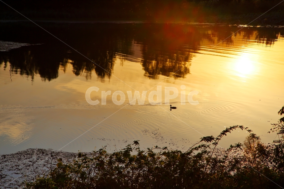 양수리,북한강,저녁,석양,노을,자연,풍경,nature,landscape,동물,animal,조류,새,birds,water,물,outdoors,옥외