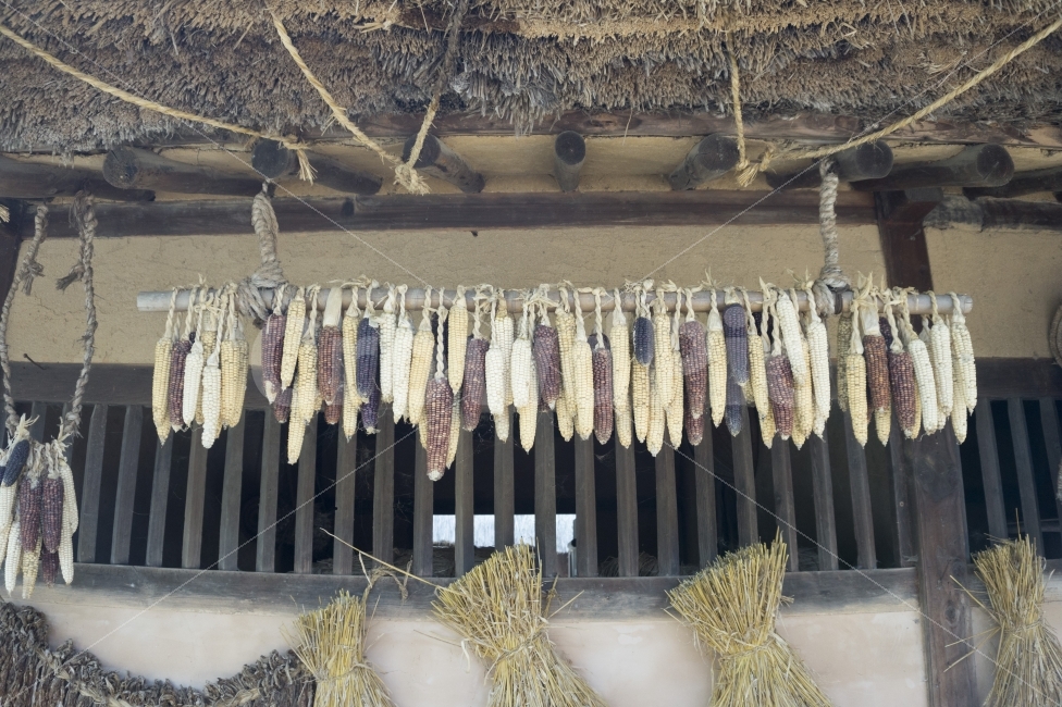 전통,집,옥수수,볏짚,민속촌,문화,여행,컬러,마을,아키텍처,용인,초가집,아시아,박물관,사랑스러운,대한민국,노랑,장소,시즌,역사,서울,아름다운,매력,예술,민속,음식,기와집,민족,곡물,유기,언덕,수확,화려한,나무,열매,질감,흰색,공장,오지,판자,사람,목재,한국전통,한국문화,korean traditional,korean culture,음식,식재료,요리,food,cook,meal,dishes,food reserves
