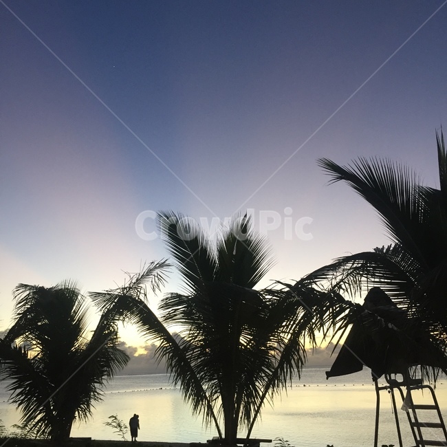 summer,beach,바다,해변,야자수,여름