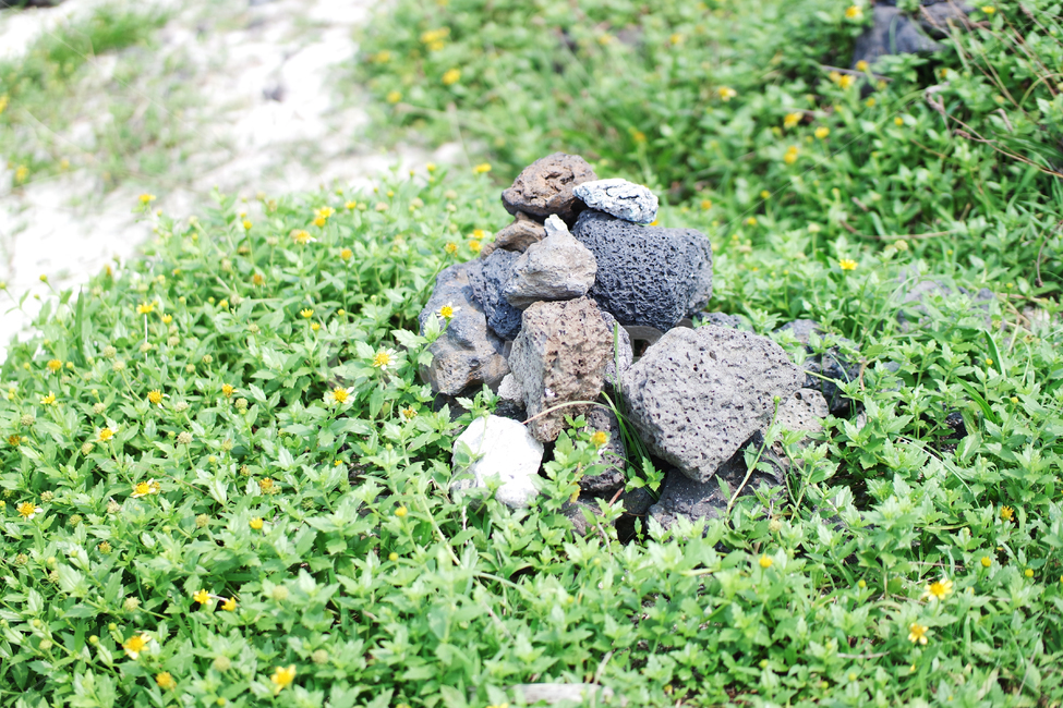 나무,잔디,힐링,healing,grass,풍경,landscape,scenery,scene,view,sight,감성,sensible,자연,돌,stone,제주도,jejudo,nature,plant,식물,꽃,flower