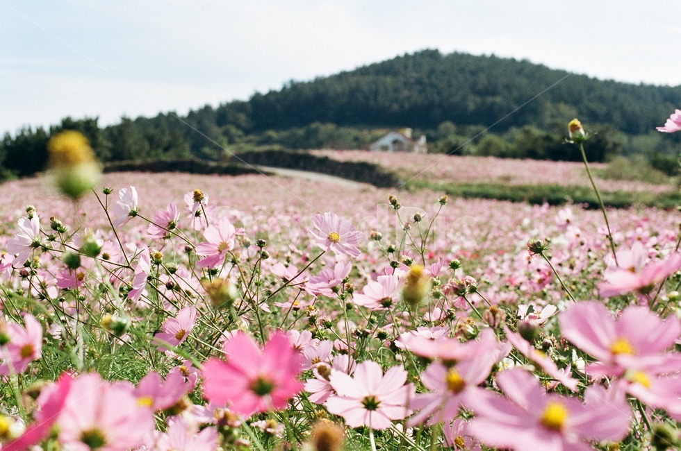 가을,꽃,코스모스,완도,청산도,서편제길,섬,자연,풍경,한국자연풍경,nature,autumn,flowers,cosmos,landscape,전라남도,가을꽃,식물,plant