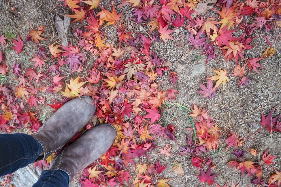 낙엽,단풍,가을,autumn,maples,가을,계절,fall,autumn,season,plant,식물,leaf,잎,tree,나무