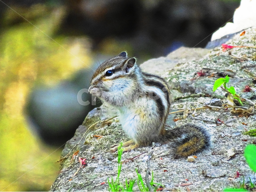 다람쥐,귀여운,귀여운동물,squirrel,먹는모습,사냥,동물,야생동물,산다람쥐,cute,animal,우리나라동물,자연,산,우리나라,포유류,바위,여름,풀,숲,동물,animal,포유류,mammal
