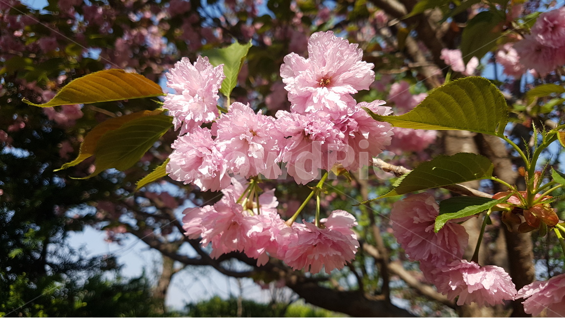 겹벚꽃,벚꽃,봄,꽃,핑크,cherryblossom,분홍,분홍색,자연,flower,flowers,spring,nature,plants,계절,pink,season,식물,왕벚꽃,꽃잎,봄,계절,spring,season,식물,자연,plants,nature,꽃,flower,plant,blossom,cherry blossom