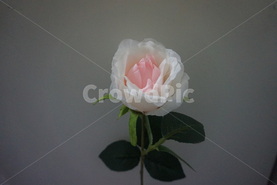 꽃,봄꽃,조화꽃,조화,예쁜꽃,식물,자연,plants,nature,꽃,flower