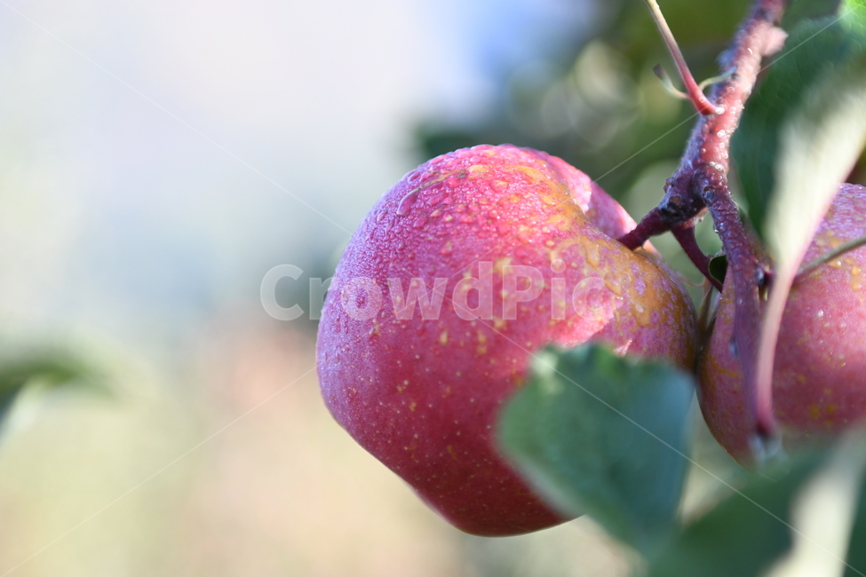 사과,과수원,가을,수확,추수,부사,열매,과일,농사,풍년,이슬,과일,열매,fruit