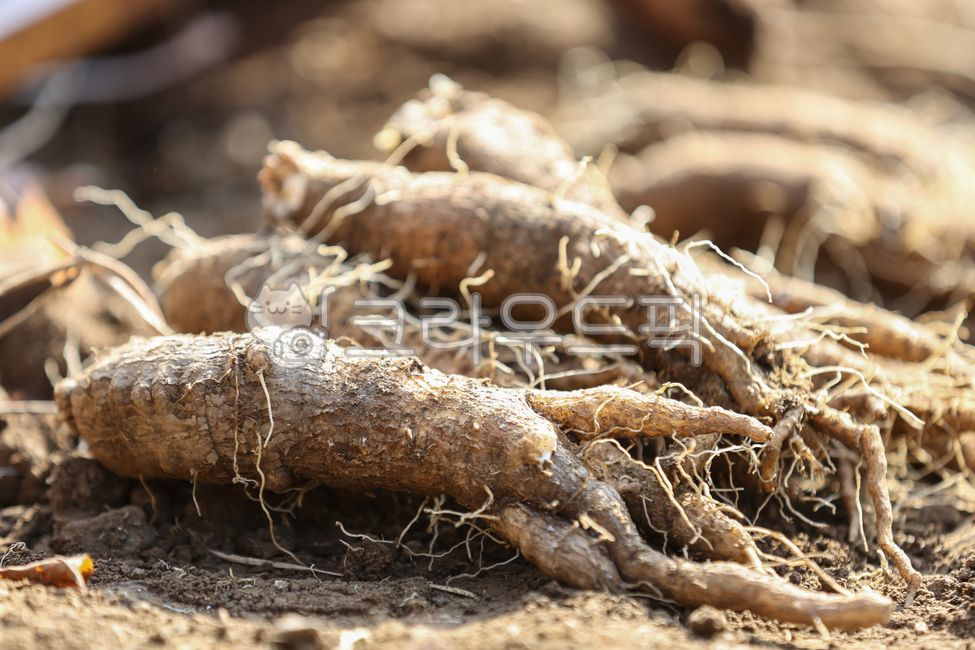 더덕, plant, 식물, root, 뿌리, 사진,이미지,일러스트,캘리그라피 - Parismatch작가