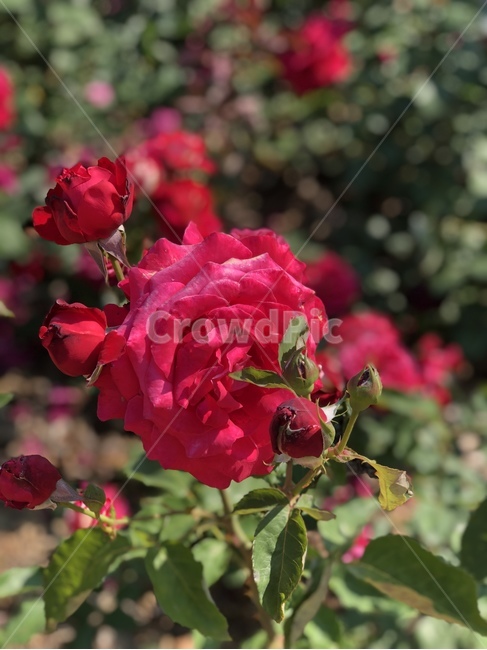 장미,rose,flowers,빨간꽃,햇빛,식물,꽃,장미공원,꽃놀이,창원,창원장미공원,빨간장미,빨간색장미,빨간색꽃