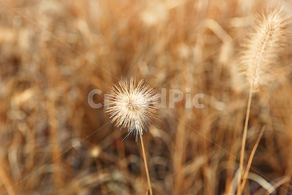 강아지풀,강아지풀꽃,꽃,잡초,가을,풀,공원,야외,가을,계절,fall,autumn,season,식물,자연,plants,nature