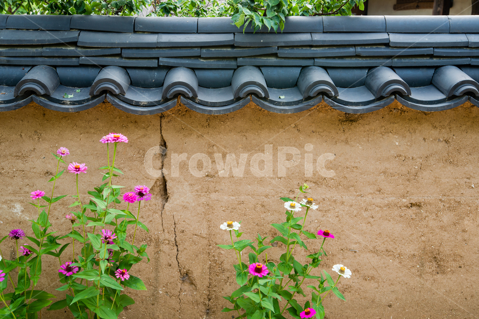안동,하회마을,전통,담,꽃,민속마을,한국전통,한국문화,korean traditional,korean culture,식물,자연,plants,nature,꽃,flower