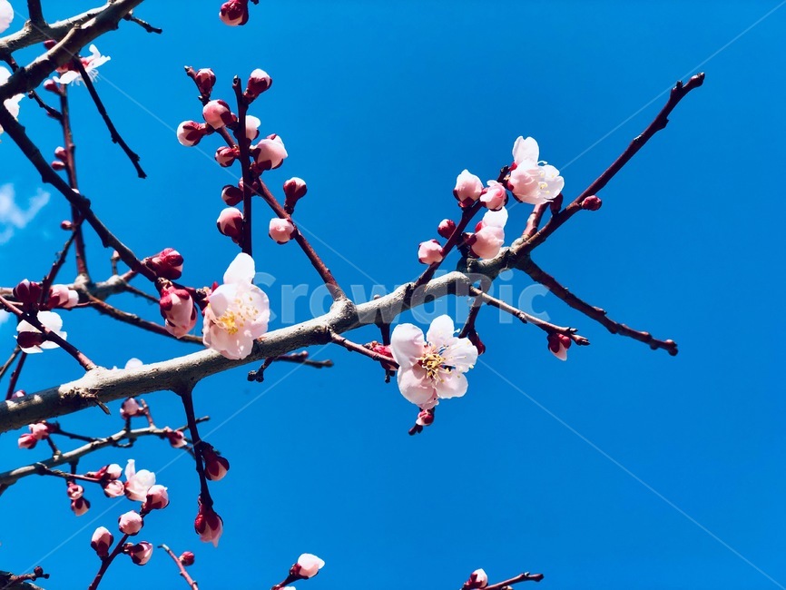 벚꽃,하늘,cerryblossom,꽃,봄,봄,계절,spring,season,plant,식물,flower,blossom