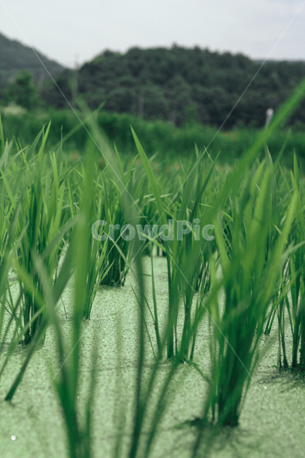 논,벼,쌀,수확,봄,시골,곡류,곡식,cereals,농업,농사,agriculture,farming,farming industry