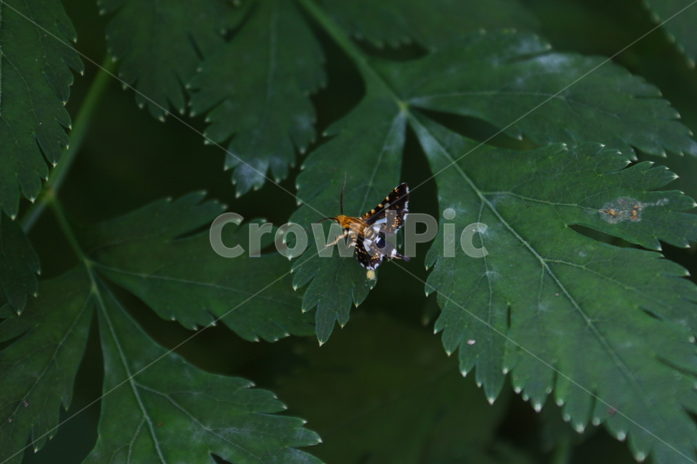 깜둥이창나방,창나방,나방,곤충,자연,초록색,생명,insect,green,life,식물,자연,plants,nature,동물,animal,곤충,벌레,insect,bug