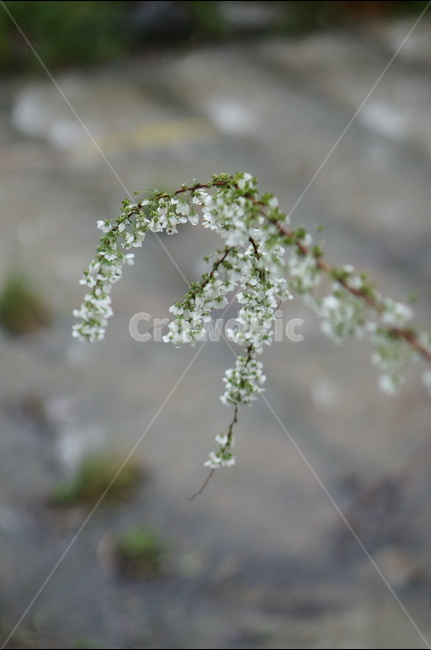 비,물방울,나무,조팝나무,흐림,봄,계절,spring,season,식물,자연,plants,nature,꽃,flower,비,비오는날,rain,rainy,jar,항아리,potted plant,화분,pottery,도기류,vase,병 장식,plant,planter,파종기,grass,잔디
