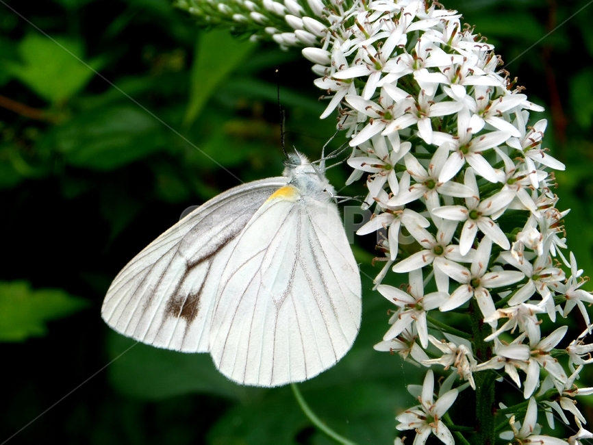 곤충,나비,동물,자연,벌레,봄,동물,animal,곤충,벌레,insect,bug