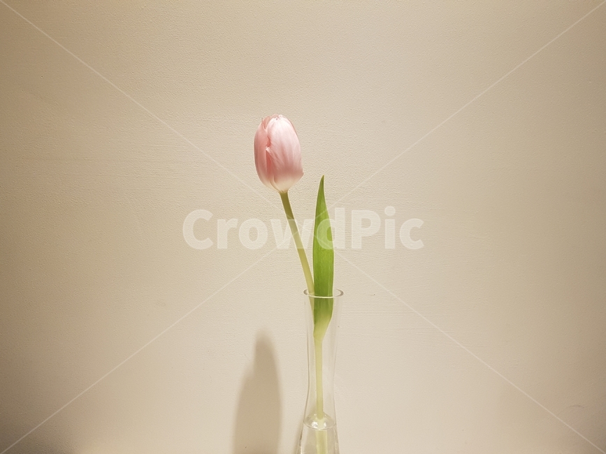 꽃,튤립,분홍색,핑크,배경화면