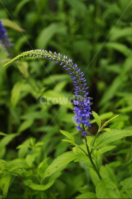긴산꼬리풀,꽃,flower,식물,plant,자연,nature